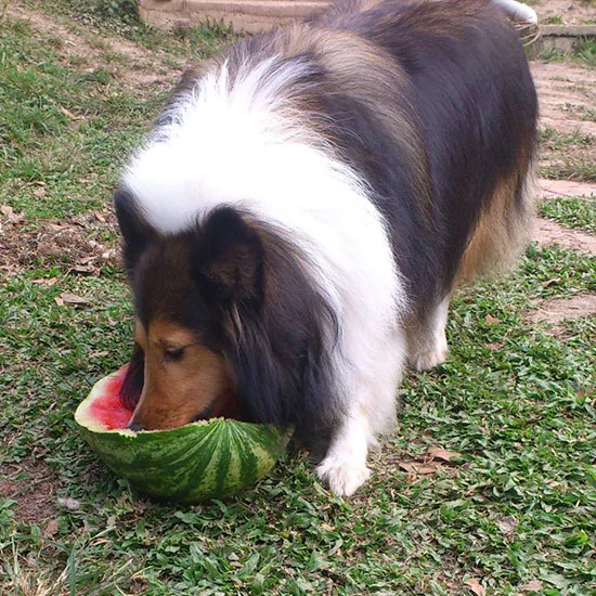 Na Pluttus eu mantenho uma dieta saudável.