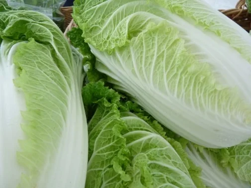 Napa Cabbage