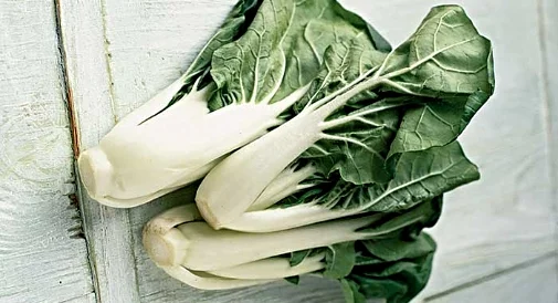 Short Bok Choy