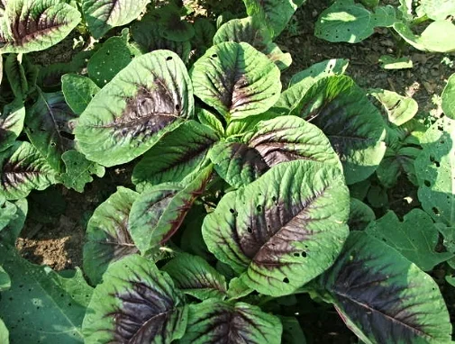 Red Shen Choy (Rau Den)