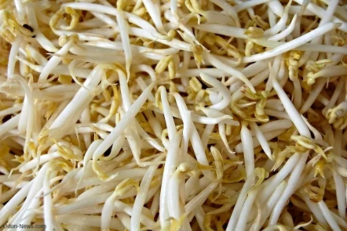 bean sprout.jpg