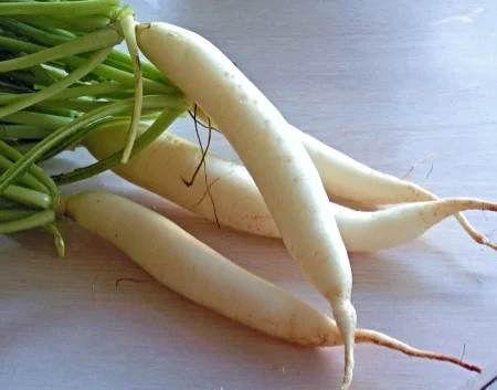Japanese Daikon