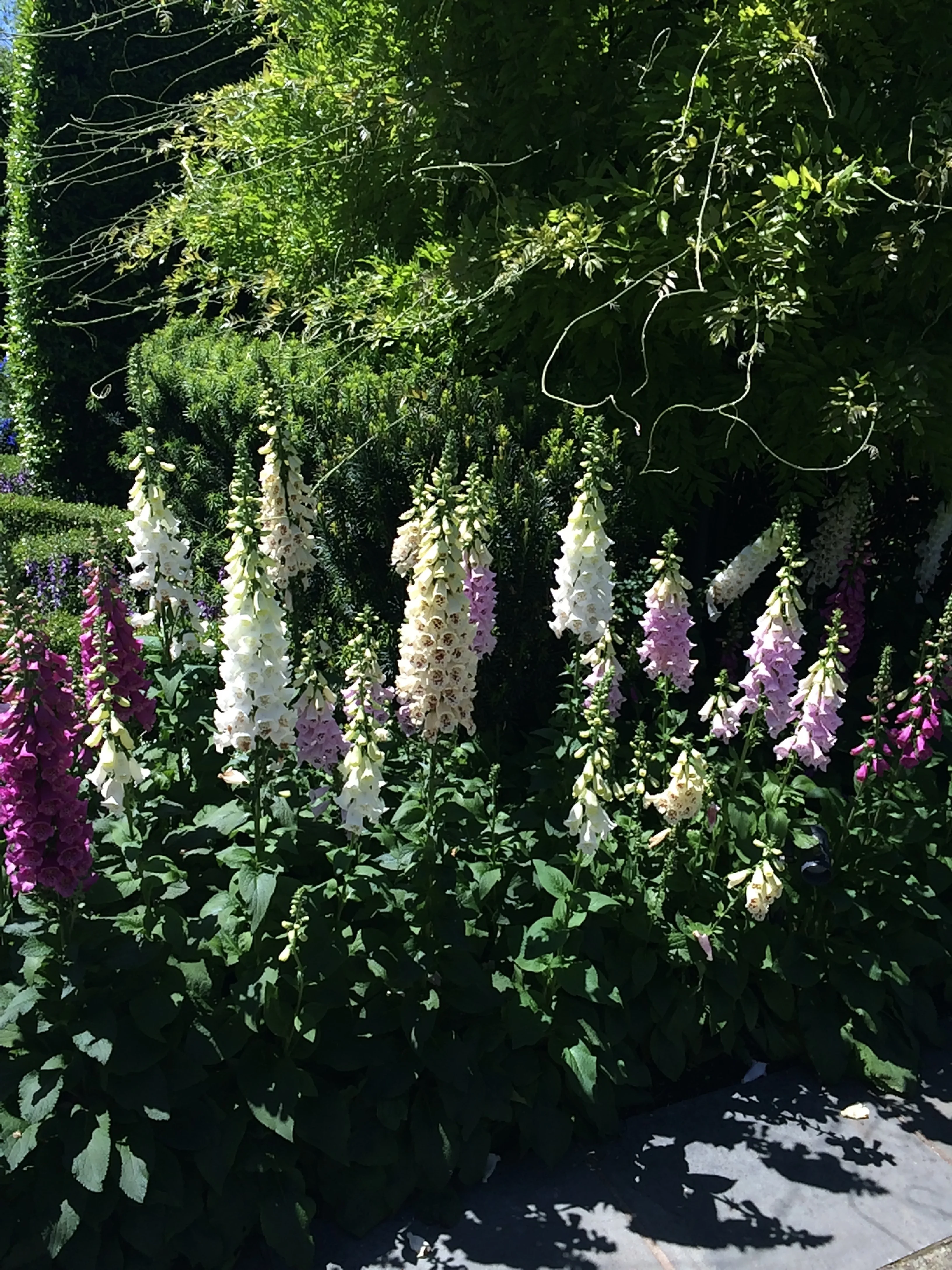 Some of my favorite flowers!