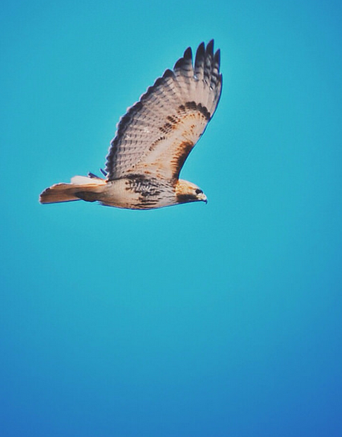 Call on the Medicine of Hawk: “The destiny of man is to awaken from their spiritual amnesia and to realign with the original intention of their soul. When the hawk gets a hold of us in his powerful talons, we will be asked to evaluate who we have become and to shatter our self created illusions. This will help our inner truth to come out into the open and for it to shine.” ~Ina Woolcott