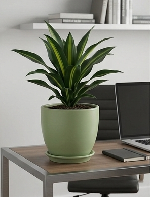 dracana monalisa.png