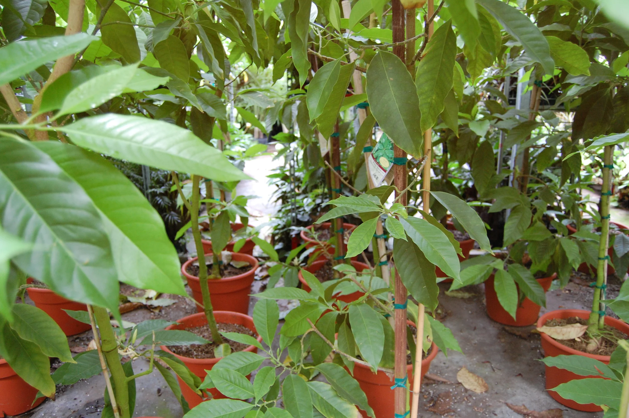 large pachira.jpg