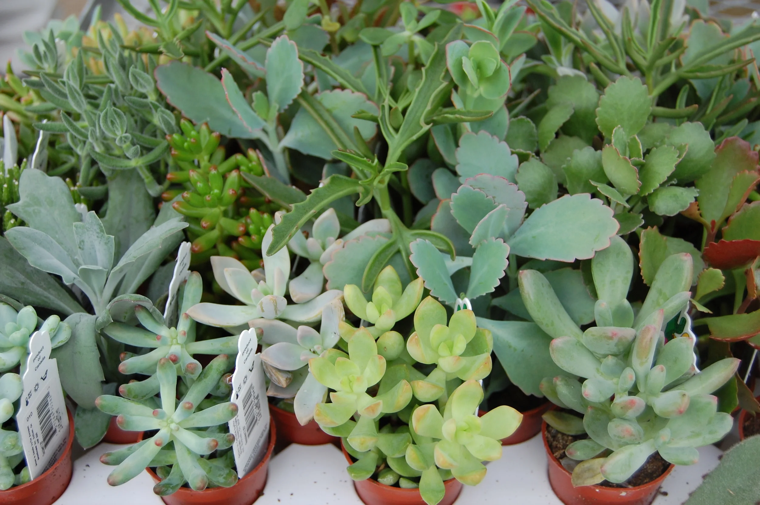 succulant.jpg