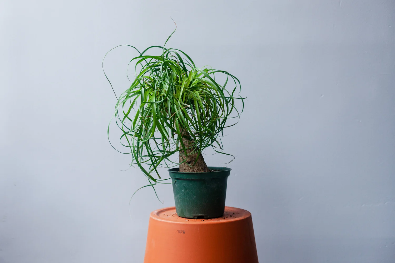 Are Ponytail Palms Poisonous To Dogs