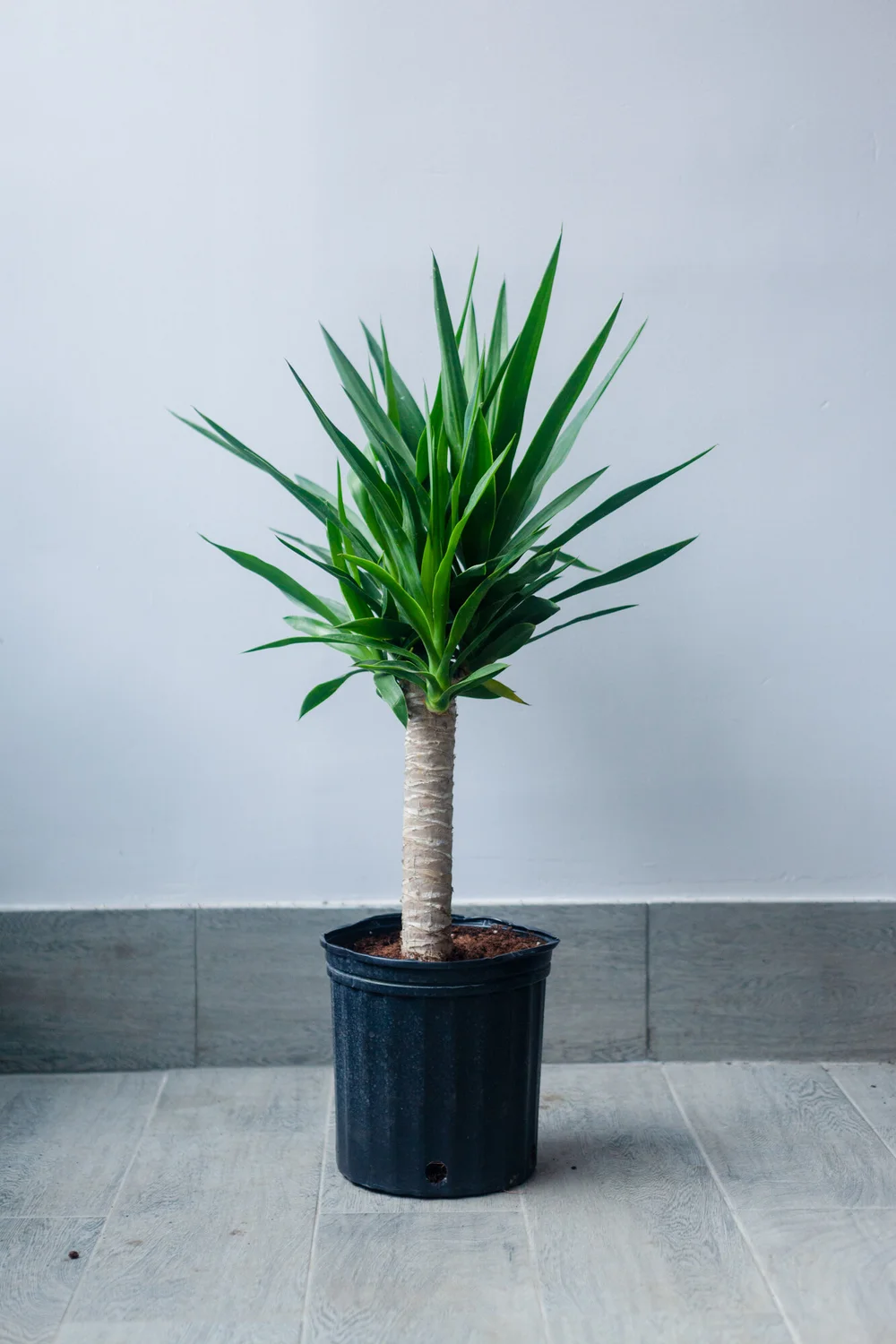 Yucca - 10" | Natty Garden
