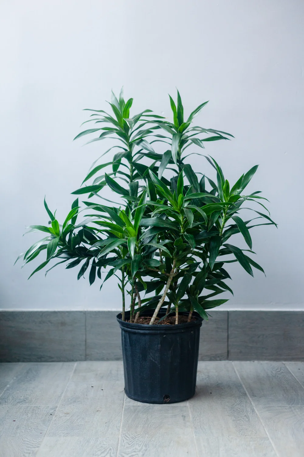 Dracaena - 10"