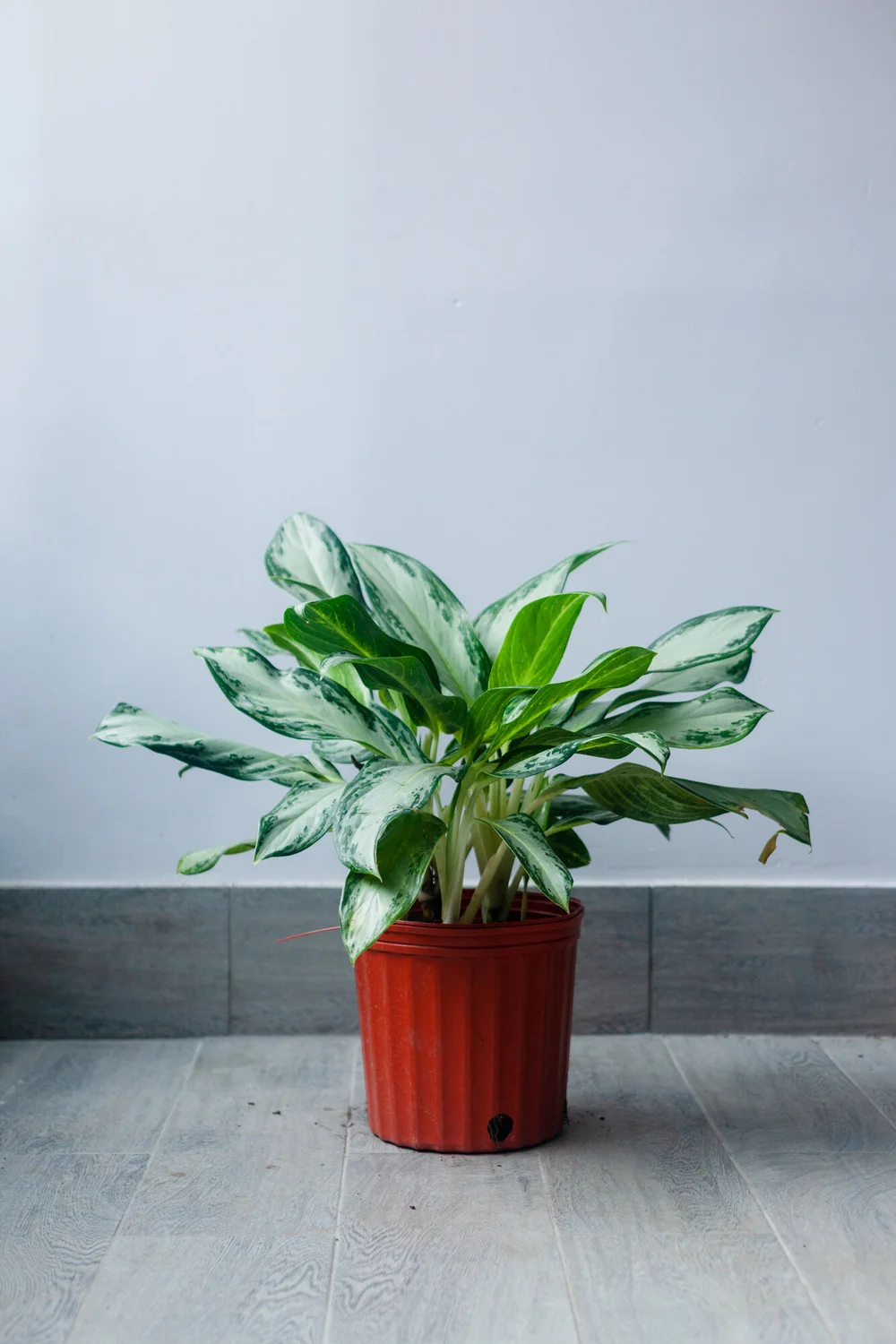 epipremnum pothos plant Pothos main image 0