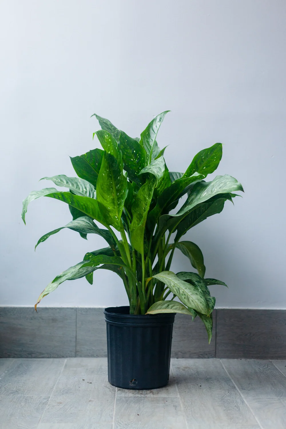 large indoor plant pots Large Minute Ceramic Plant Pot & Saucer — Boombastic main image 1
