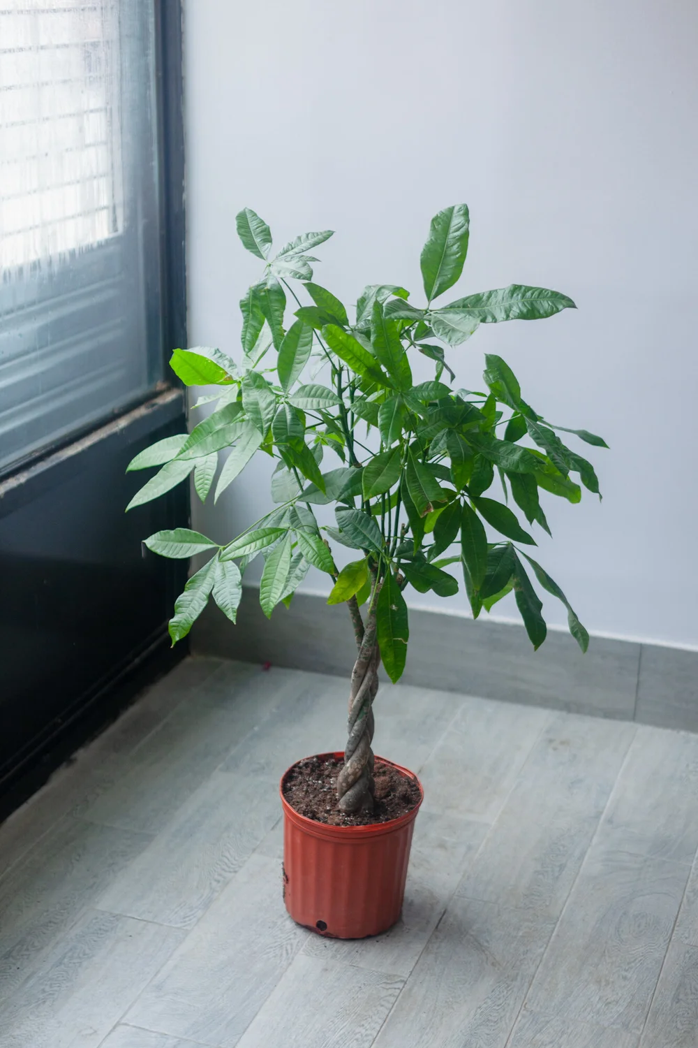 Money Tree - 10"- A Symbol of Luck & Prosperity! | Natty Garden
