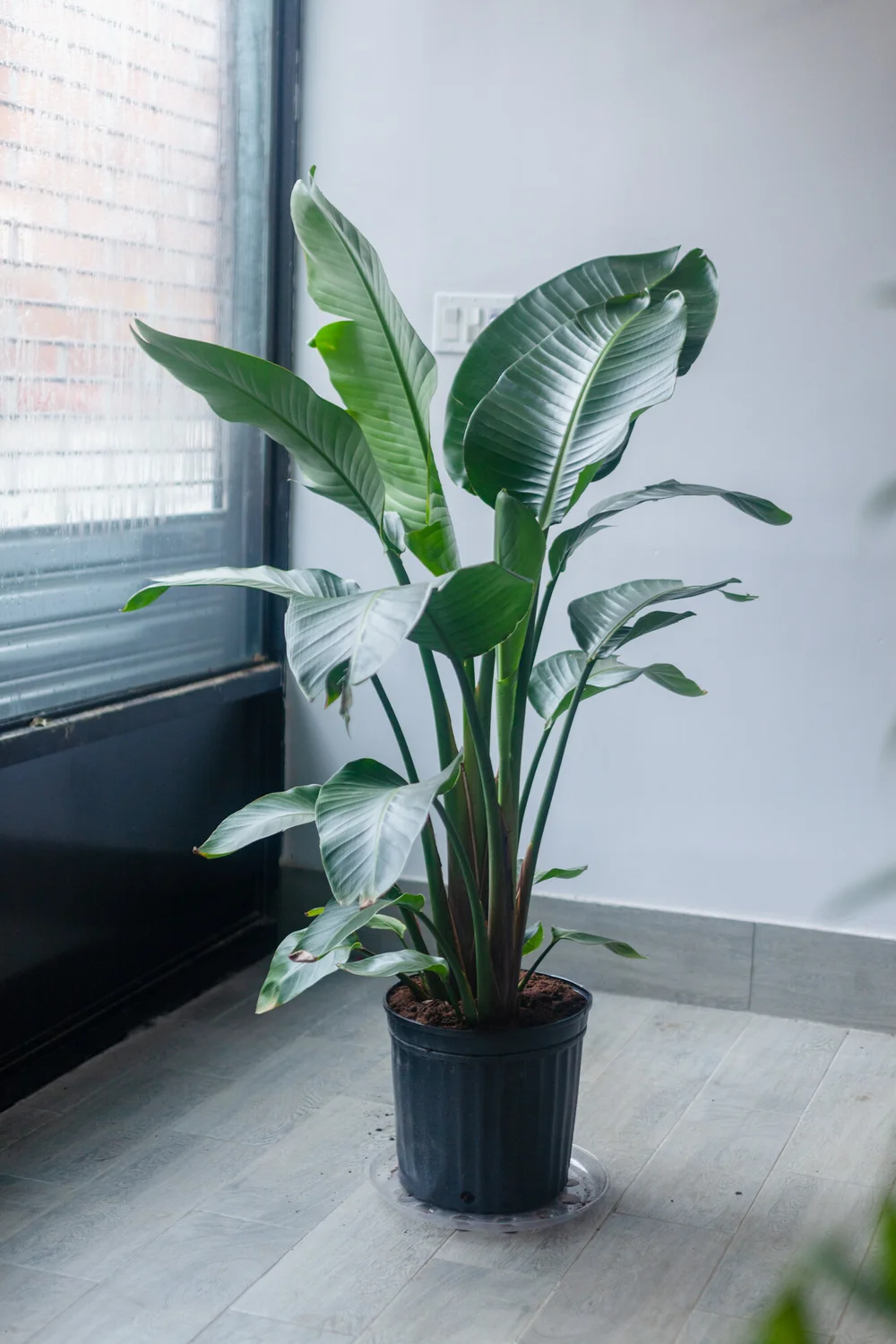 Bird of Paradise - 10"-14"