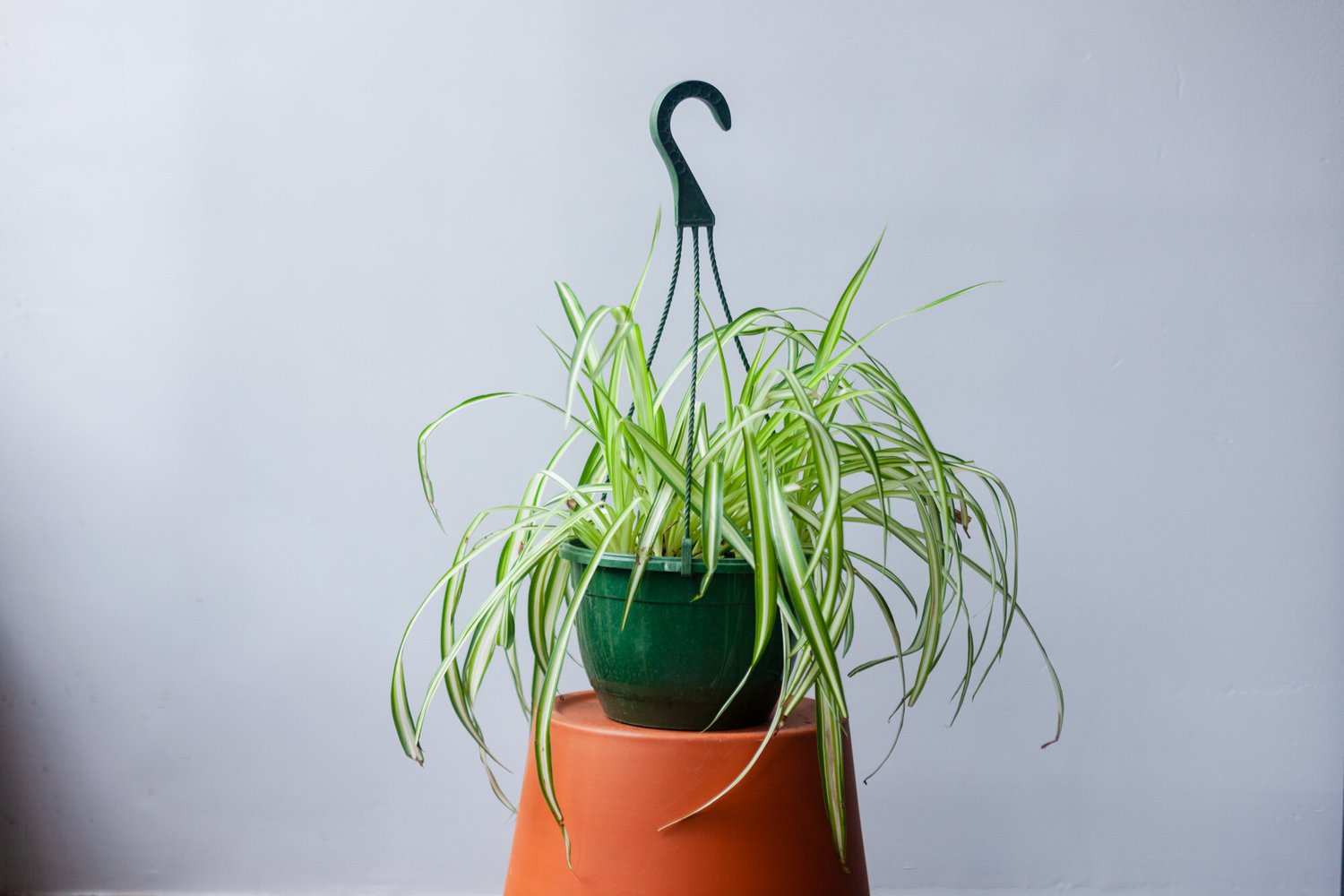 Spider Plant - 8" Hanging Basket | Natty Garden