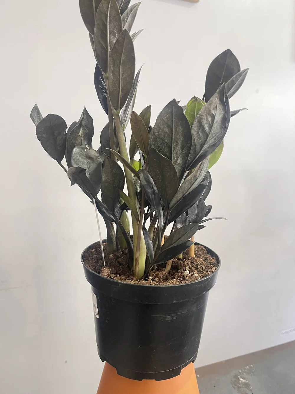 buy philodendron pink princess 6 Philodendron Pink Princess