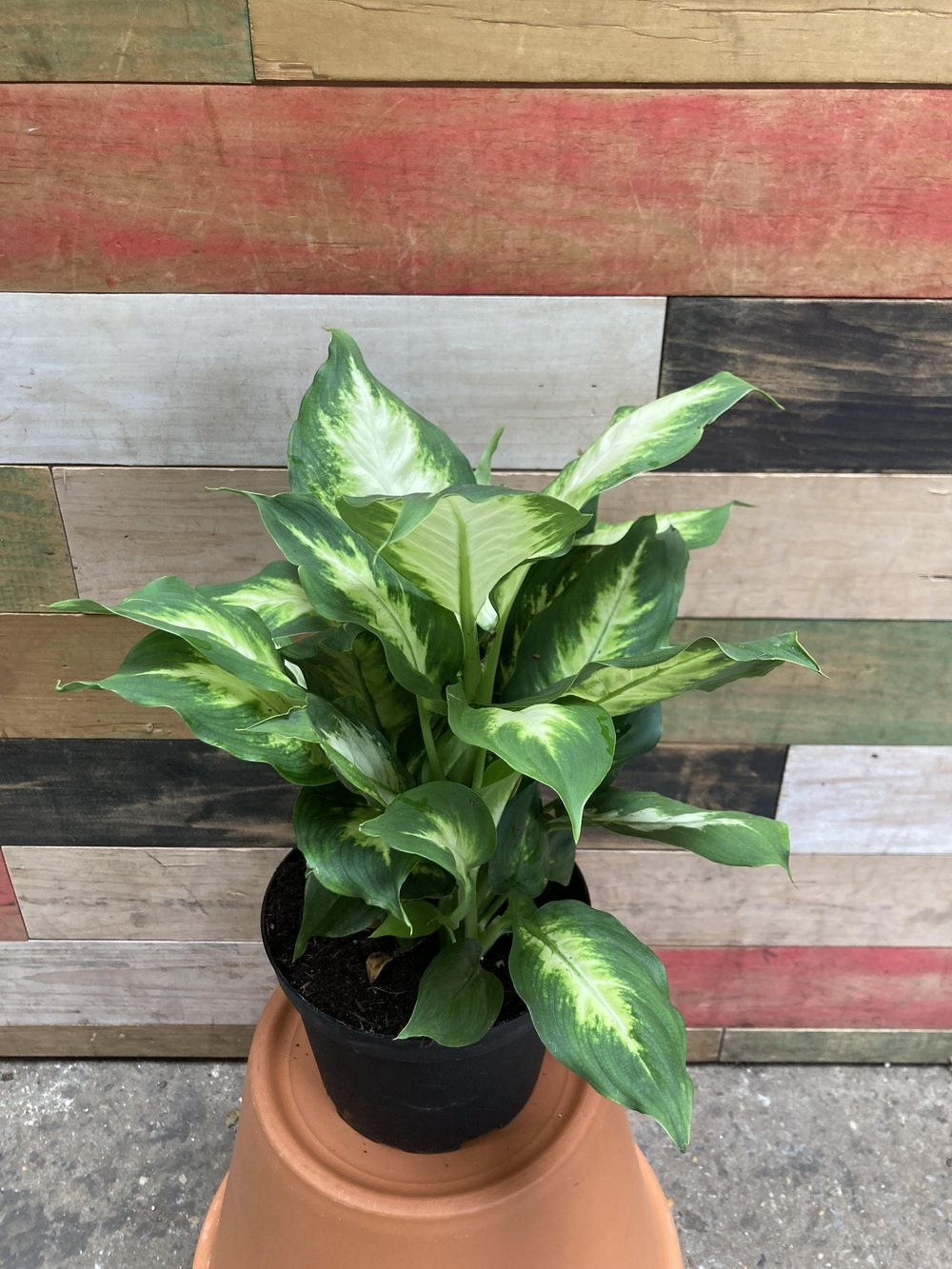 hanging plant fern Boston Fern