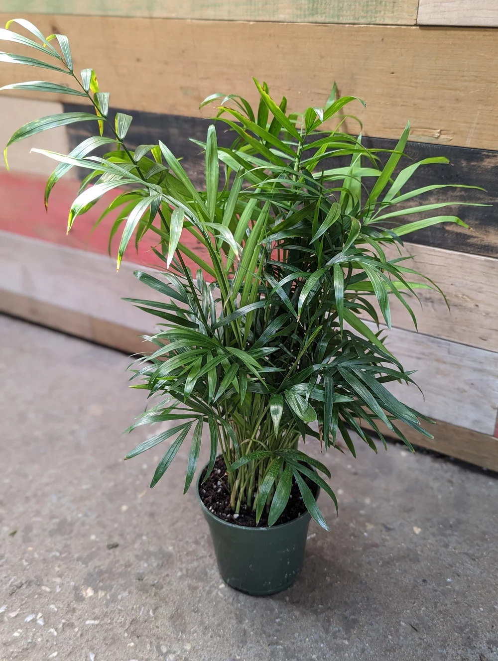 Neanthe bella palm (Parlor Palm) | Natty Garden