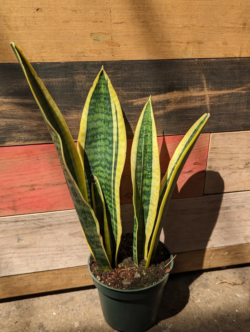 are snake plants deer resistant Golden Snake Plant main image 1