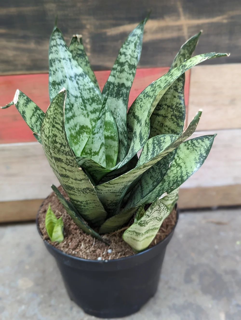 Snake Plant 6" | Natty Garden