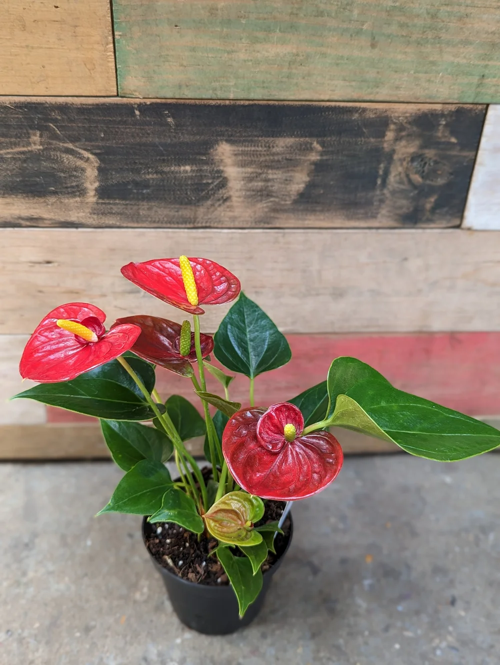 Anthrium (Flamingo Lily) - 4" | Natty Garden