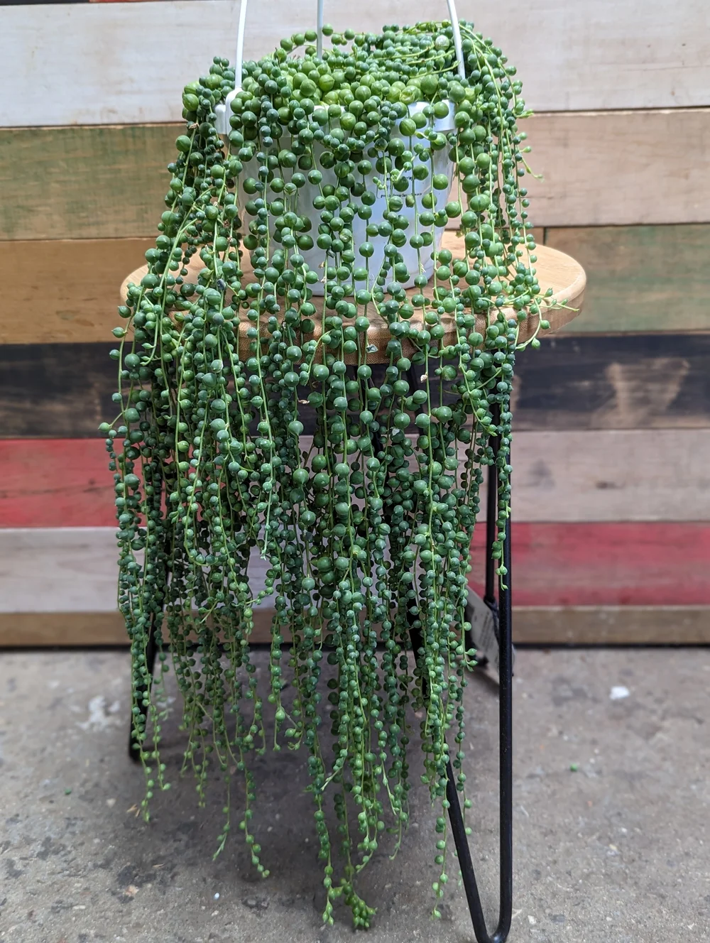 String of Pearls