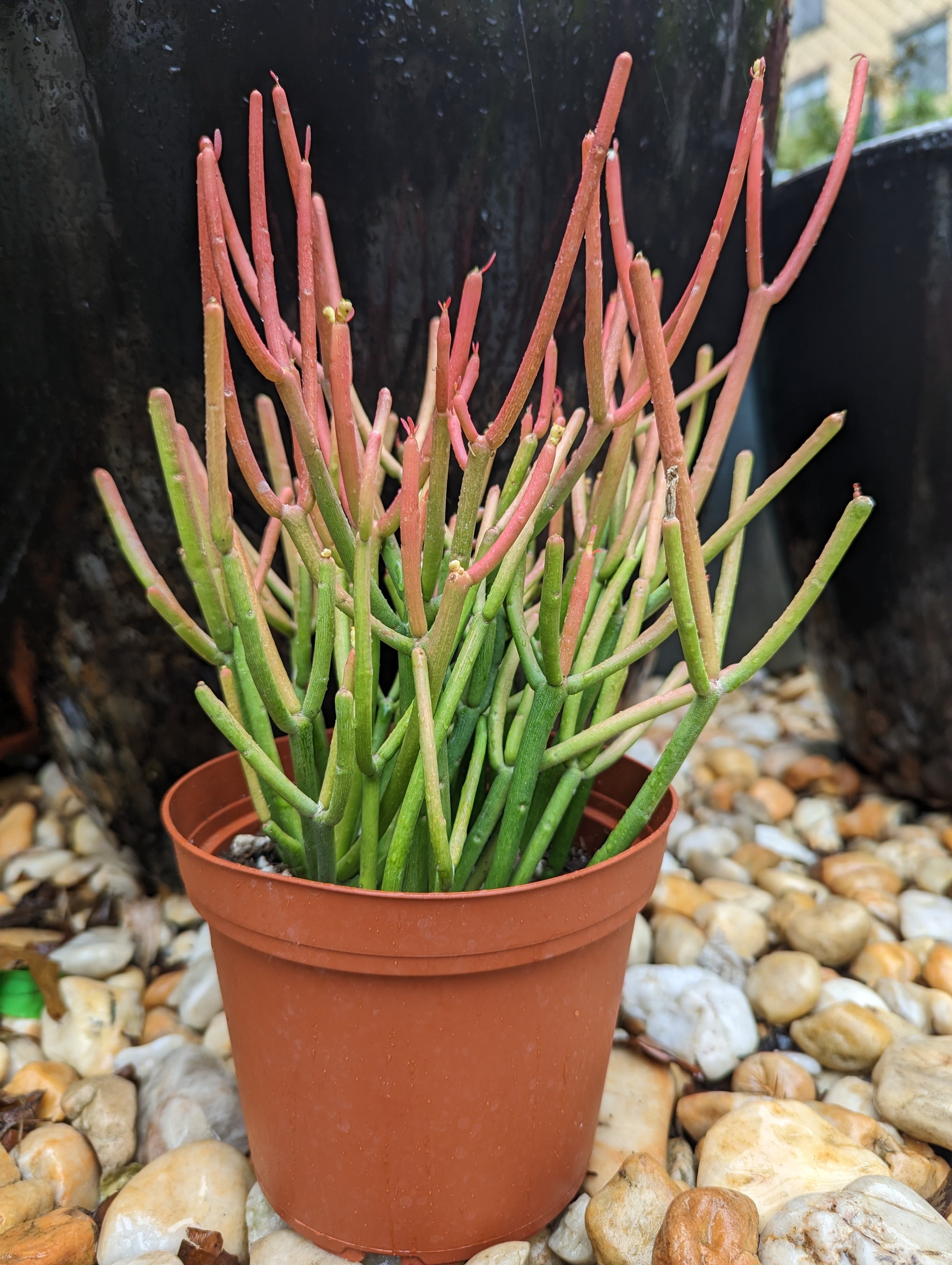 String of Fishhooks Hanging Basket - 6 | Natty Garden