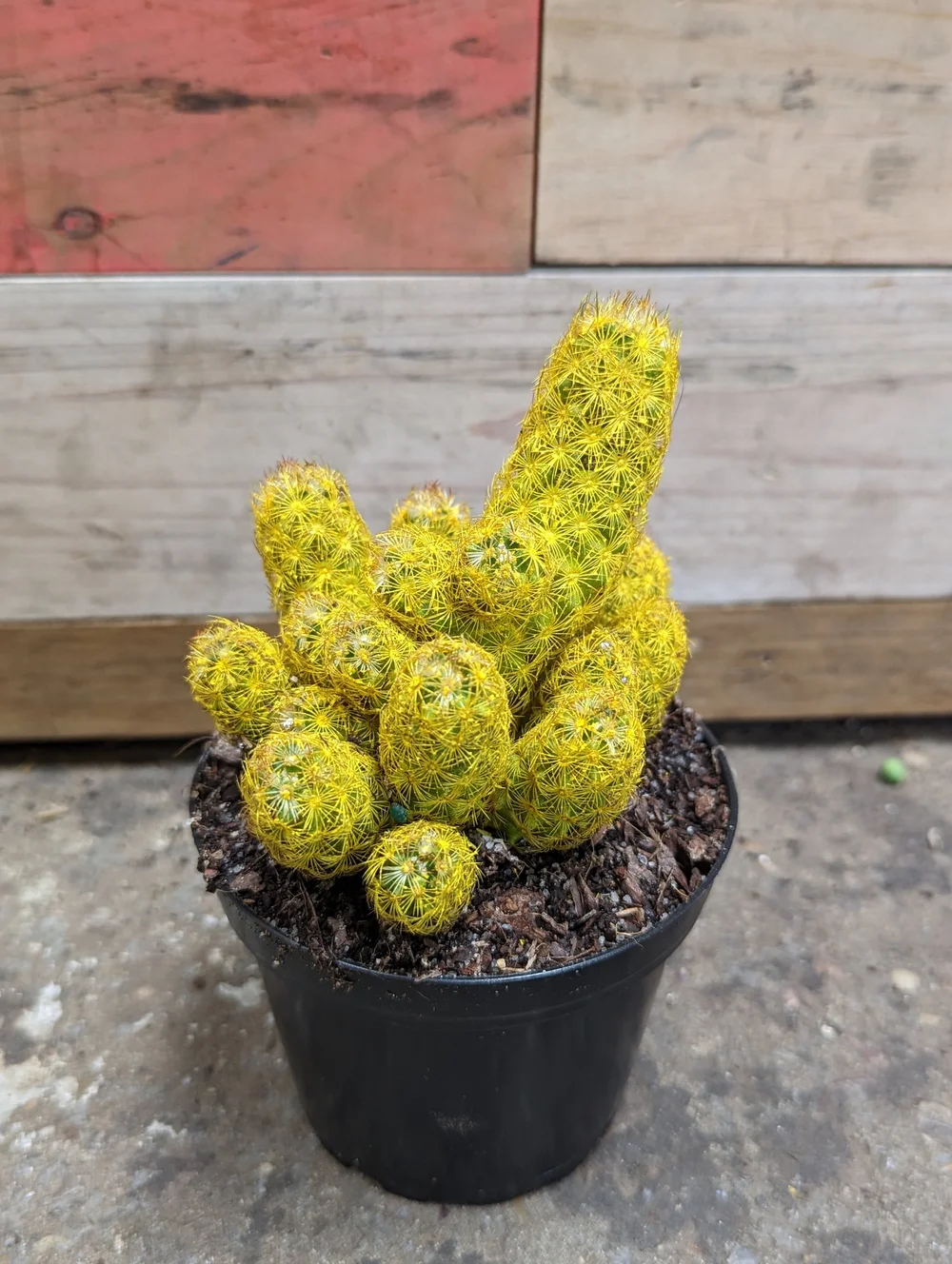 Cactus Dessert Gems (Ladyfinger Cactus) | Natty Garden