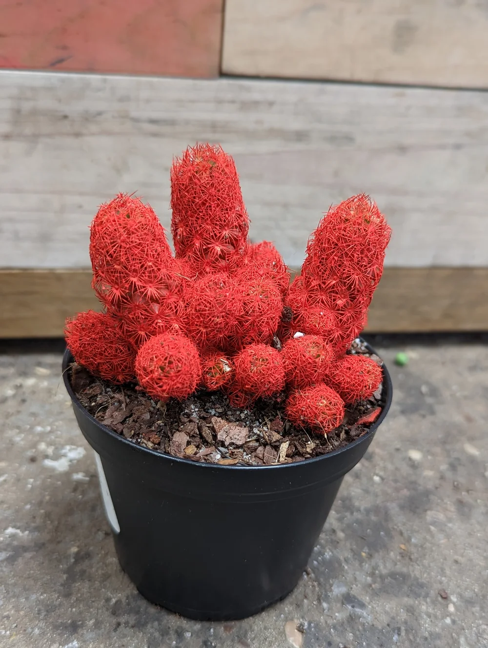 mini cactus Opuntia rufida minima monstrose main image 0