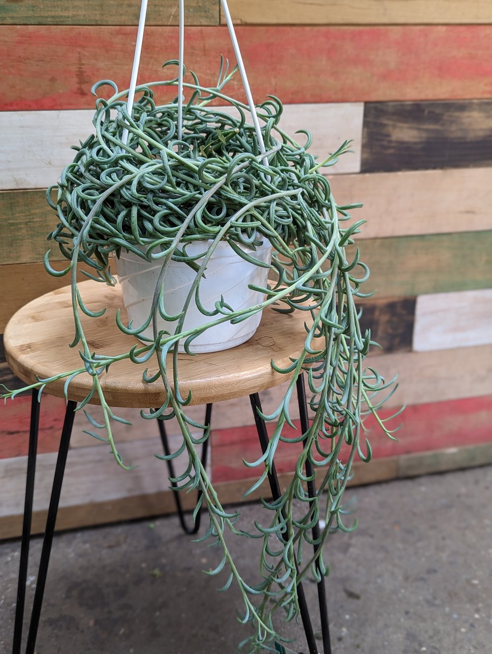 String of Fishhooks Hanging Basket - 6 | Natty Garden
