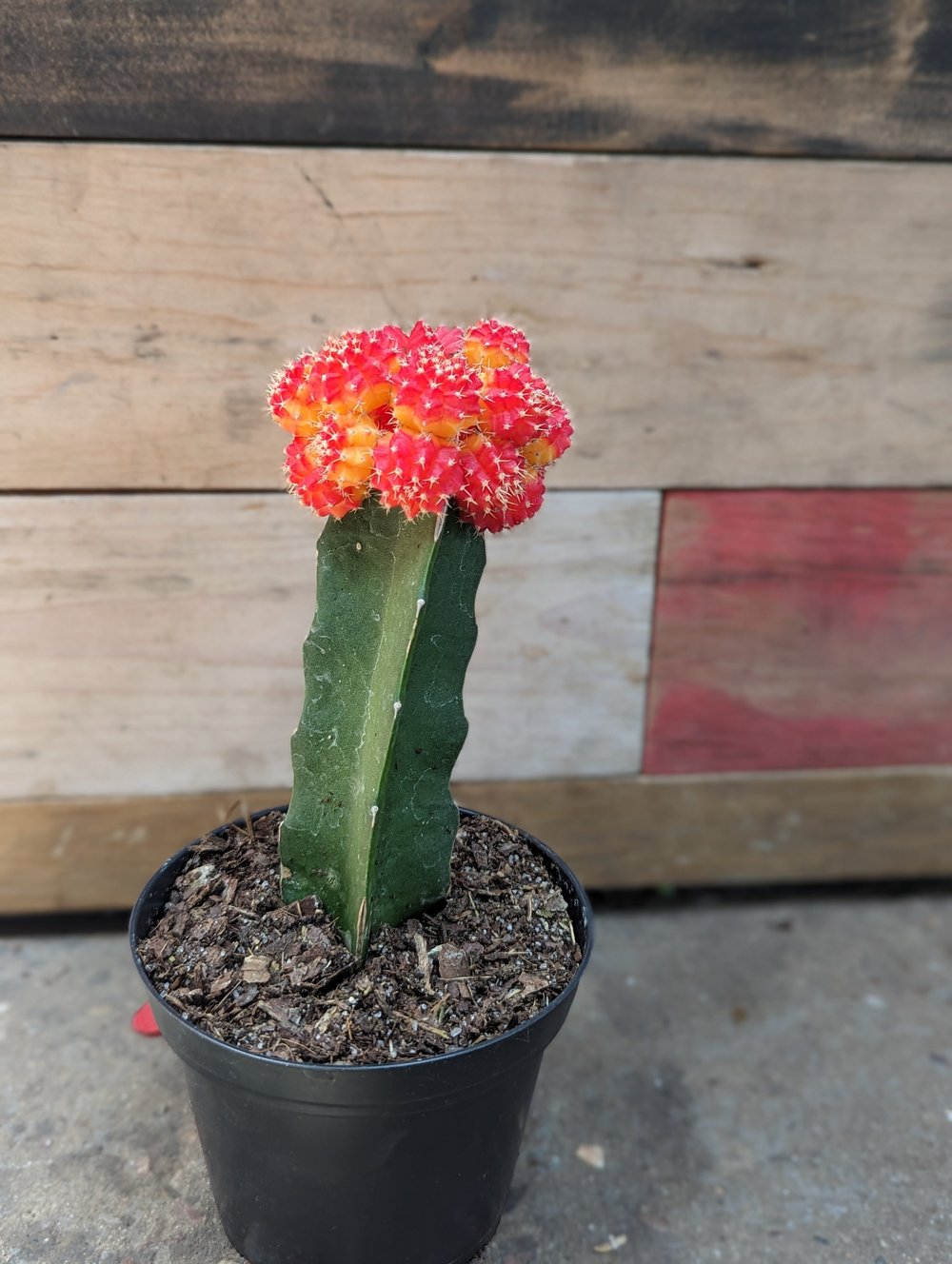 Moon Cactus 4" | Natty Garden