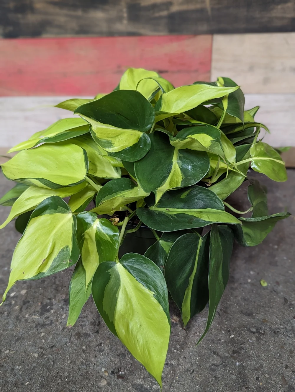 Heartleaf Philodendron Brazil
