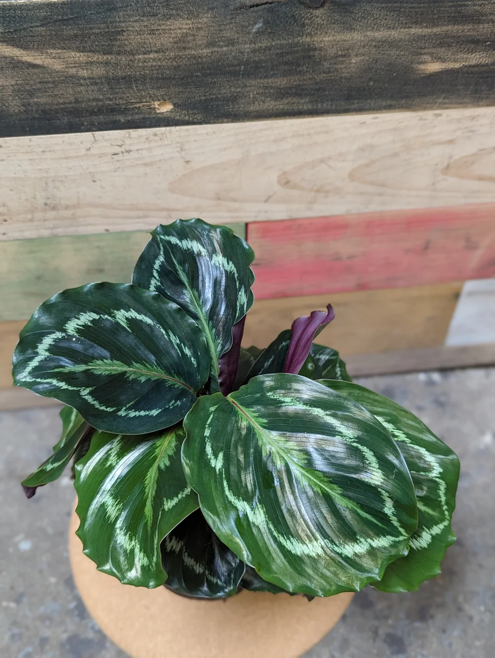 calathea surprise star pflege Goeppertia Surprise Star