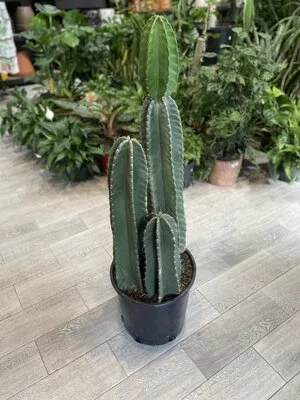 Spiral Peruvian Apple Cactus 14" | Natty Garden