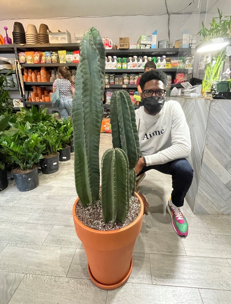 Spiral Peruvian Apple Cactus 14"