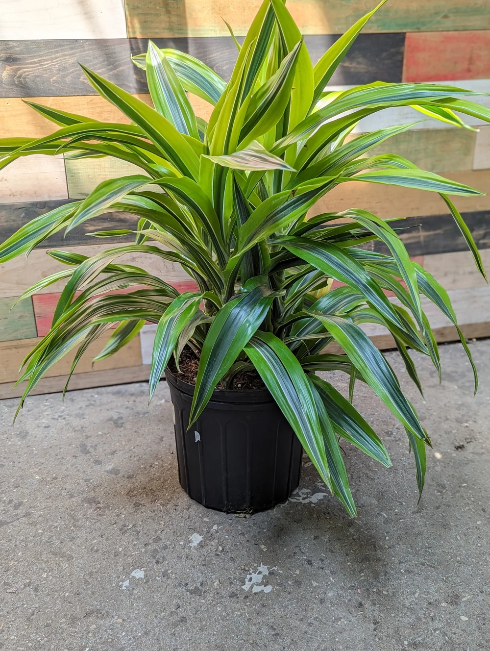 indoor plant potting Self-Watering Planter – Intuitive Plants