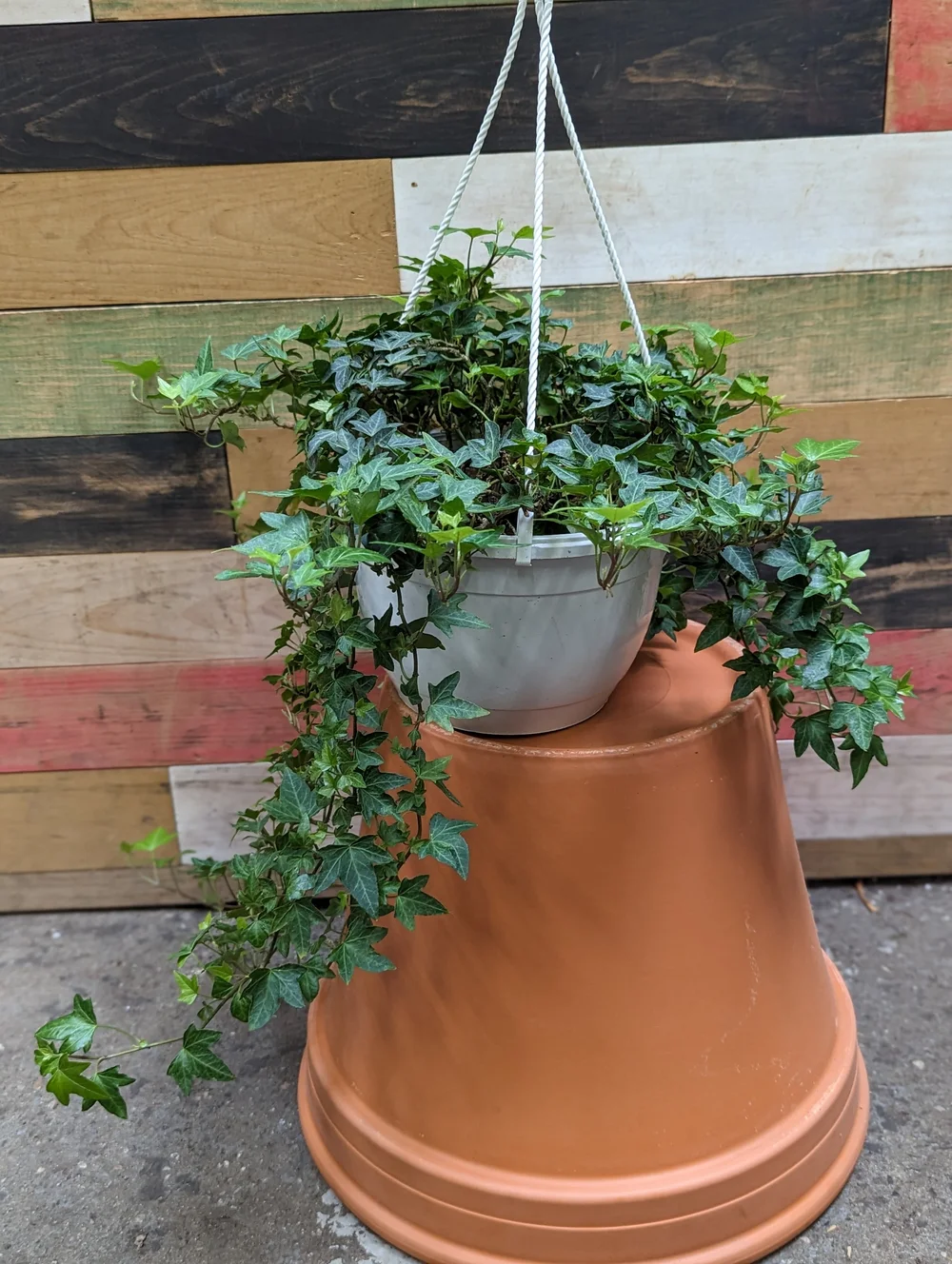 English Ivy Hanging Basket 8"