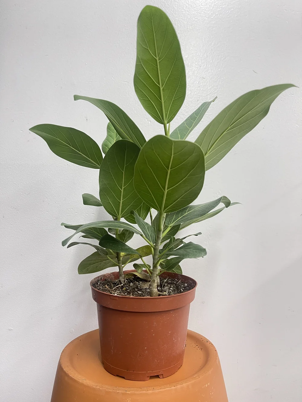 Ficus Audrey