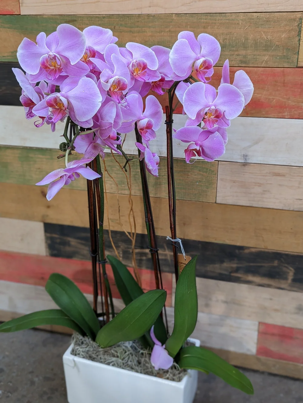 Orchid - Pink (Rectangular Pot)