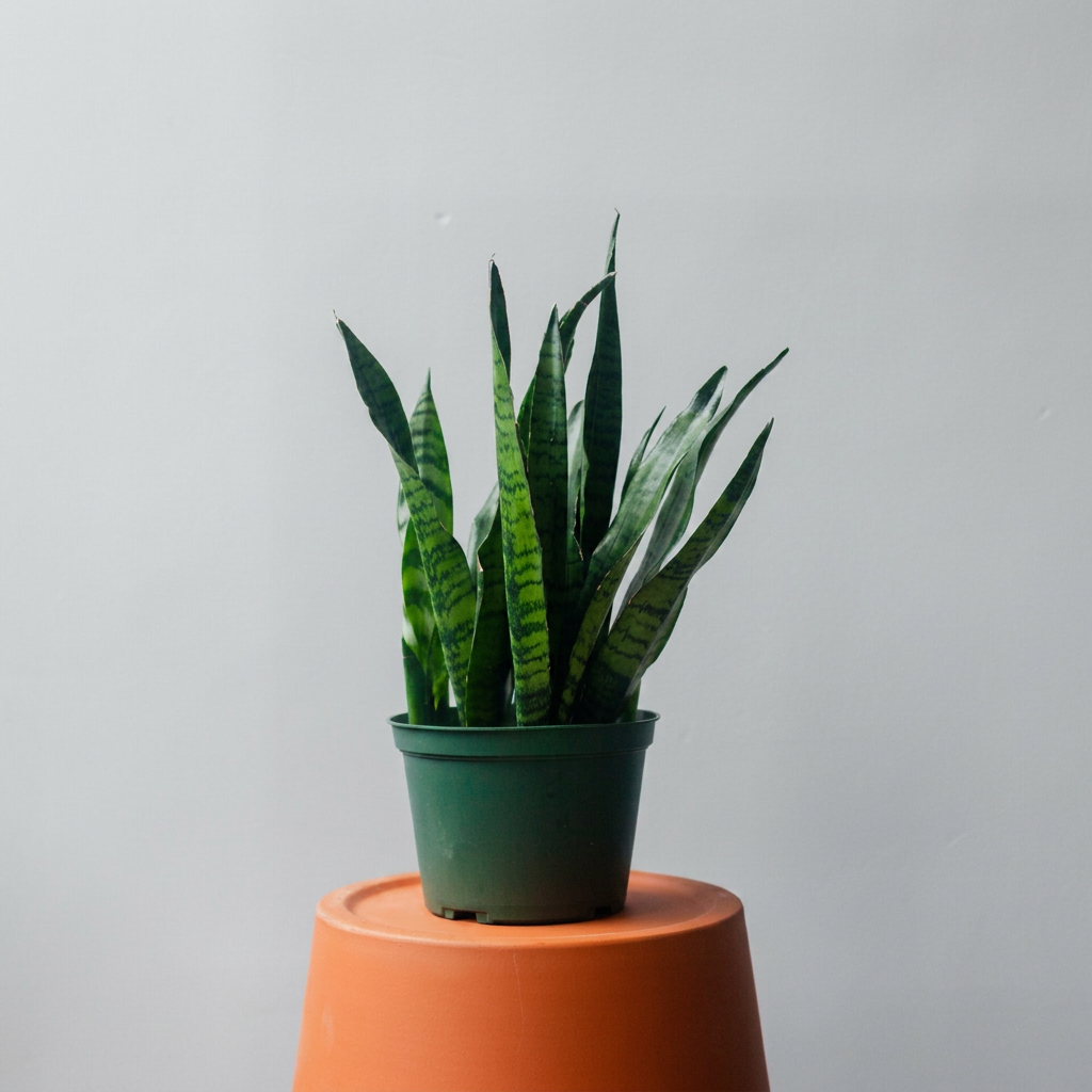 Snake Plant (4