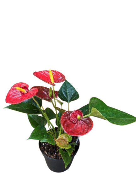 Anthrium (Flamingo Lily) - 6