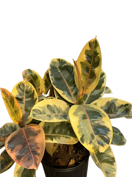 cornus plants Celestial Dogwood – Plant Detectives main image 1