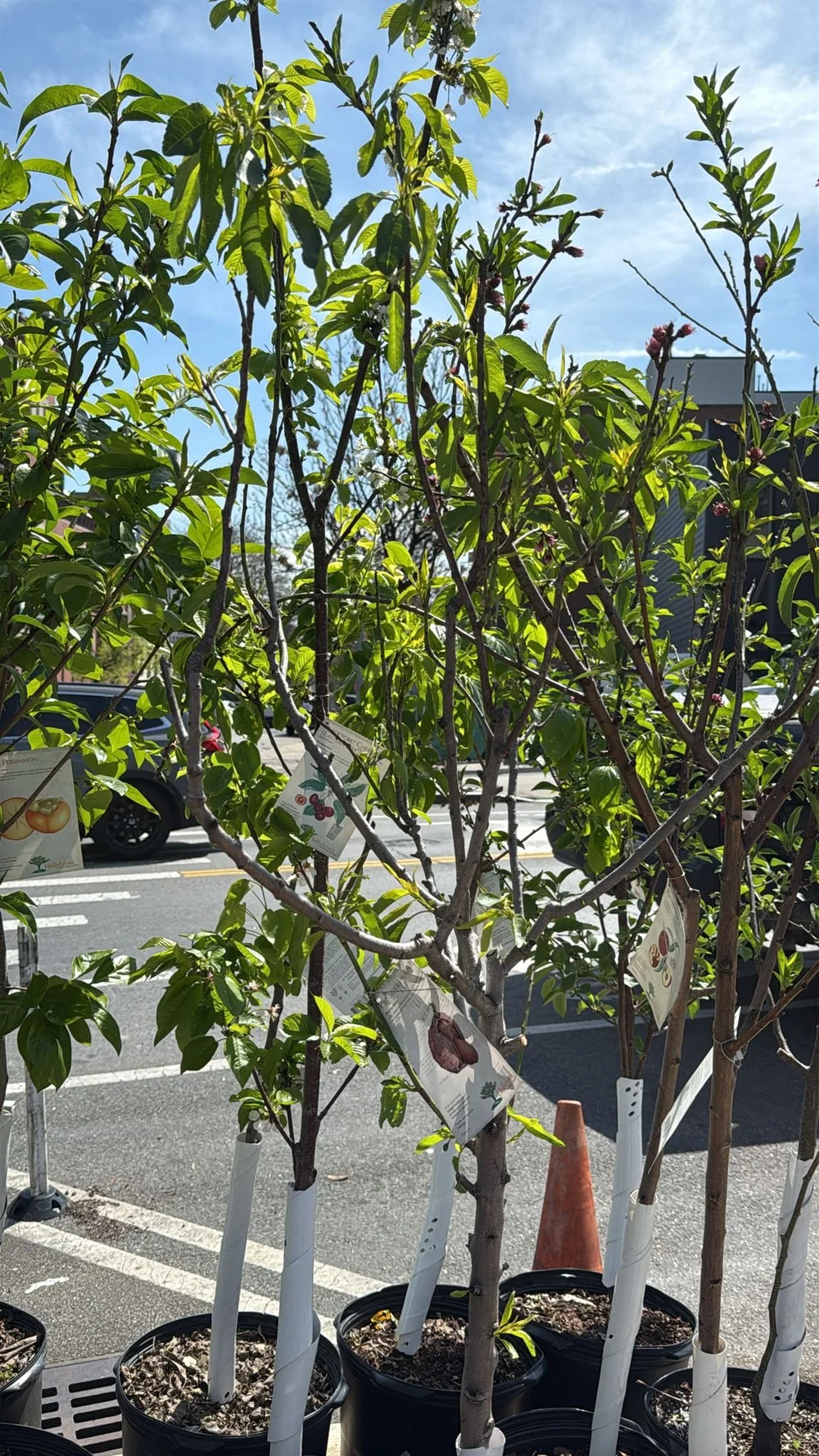 Primavera Almond Tree (Prunus dulcis 'Primavera')