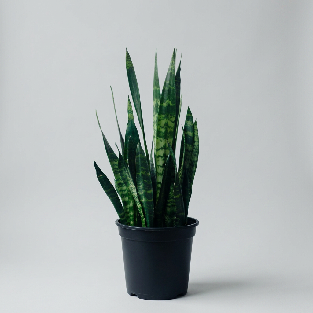 Snake Plant (4