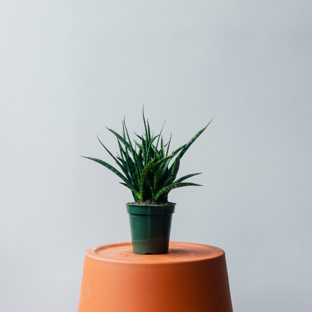 Snake Plant (4