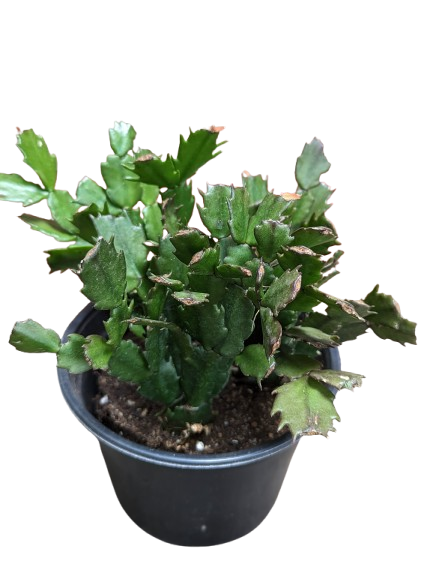 Christmas Cactus (Schlumbergera truncata) | Natty Garden