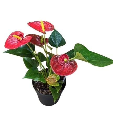 anthurium amalia elegance Anthurium Princess Amalia Elegance 100mm pot size plant- with pot –  Succulents World