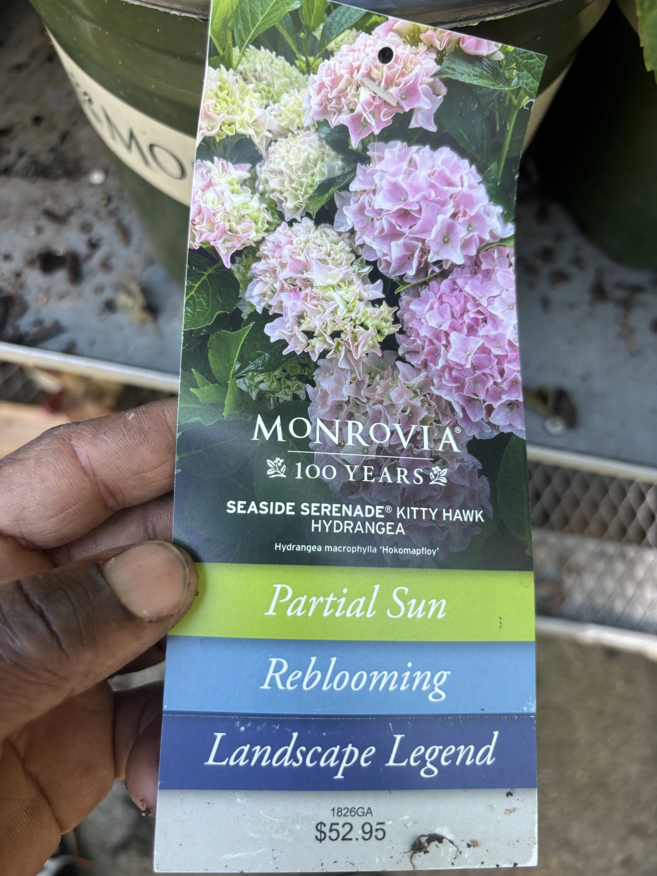 Seaside Serenade® Kitty Hawk Hydrangea