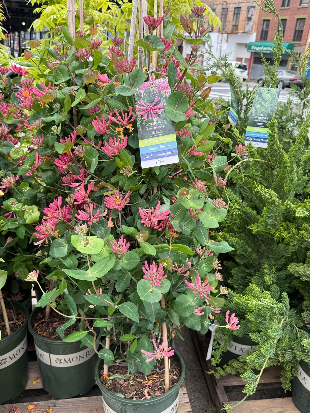 Goldflame Honeysuckle (Lonicera  heckrottii 'Goldflame') | Natty Garden