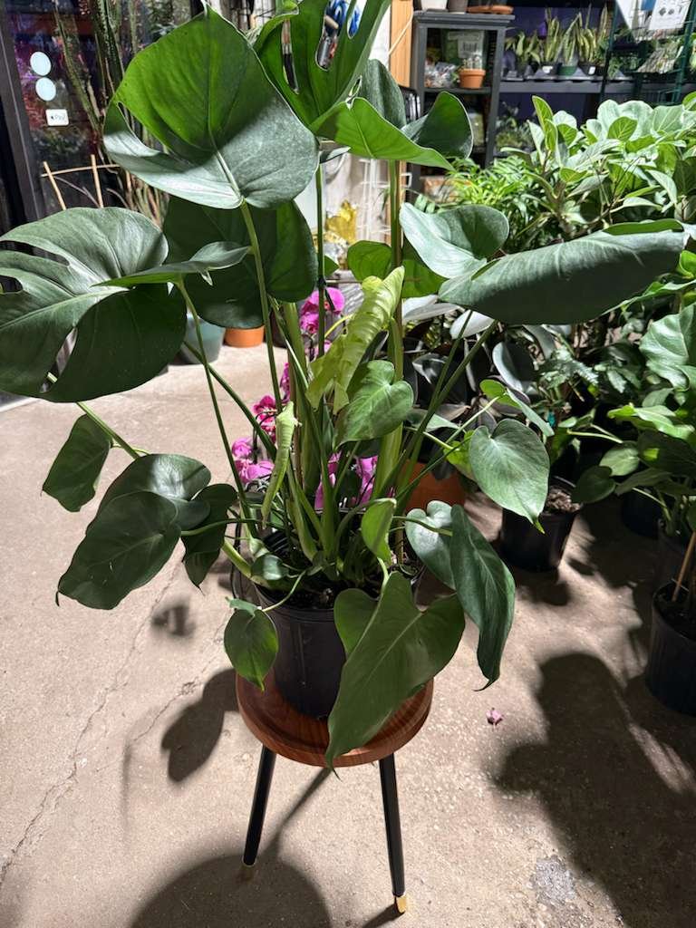 WhatsApp Image 2026-01-15 at 5.58.49 PM.jpeg